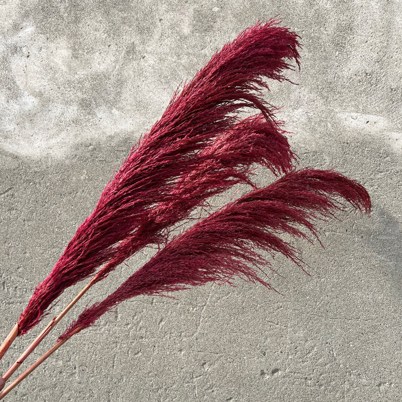 Immortal iron reed color absorption large reed wedding wedding decoration soft flower bouquet Yunnan factory wholesale