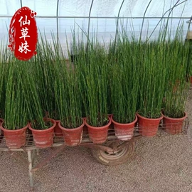 宿根花卉;一二年生花卉;灌木