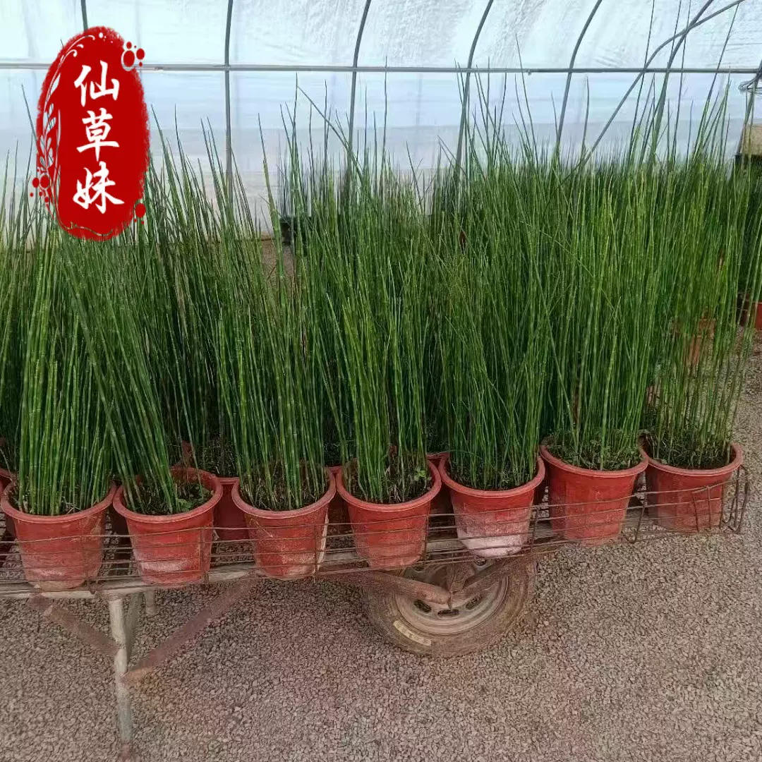 木贼盆苗 四季常绿笔管草 挺水植物溪木贼 水问荆 水生植物绿篱墙
