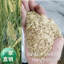基地批发耐寒野麦子种籽 扁穗冰草种子 羽妆小麦草多年生冬季牧草