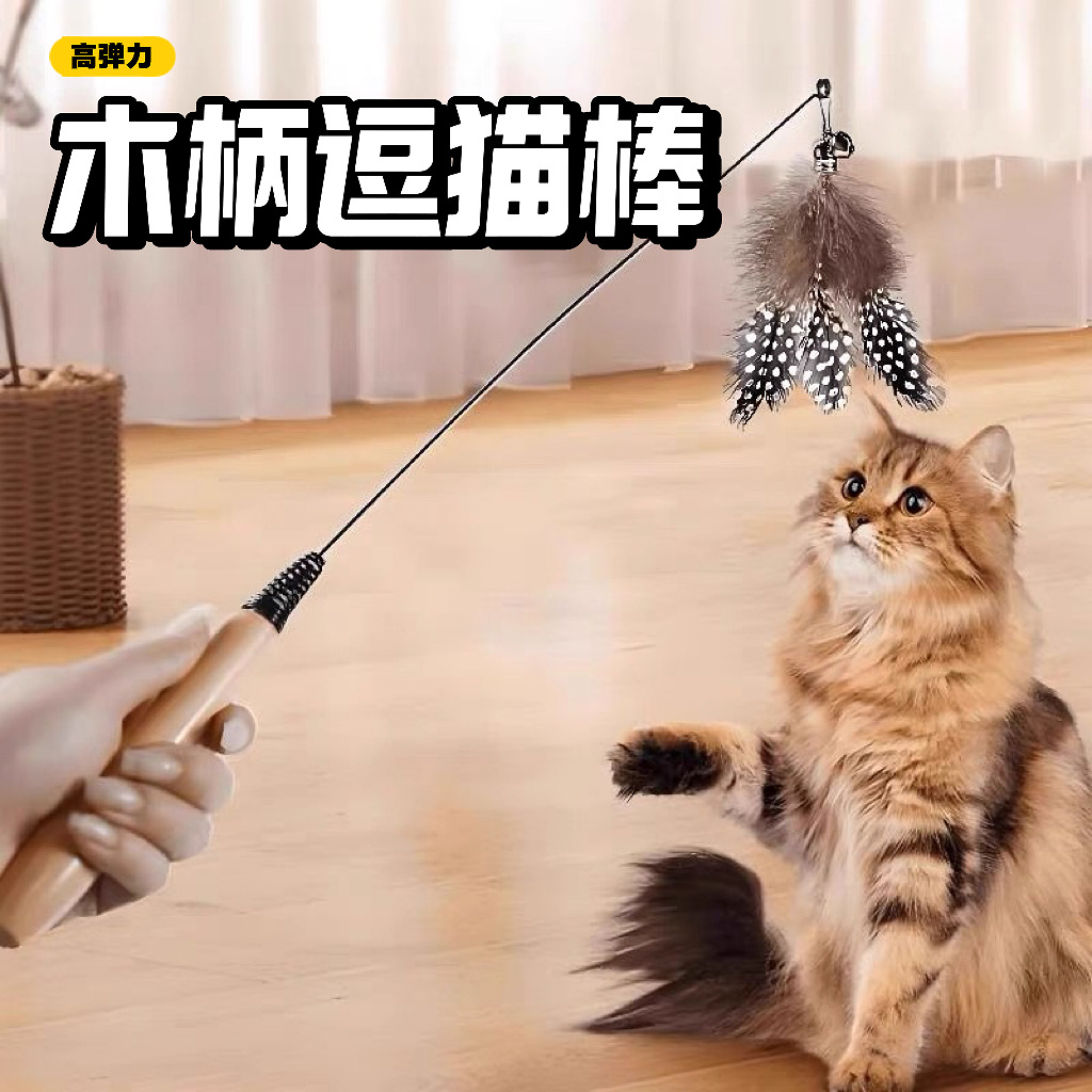 CFA race teasing cat stick
