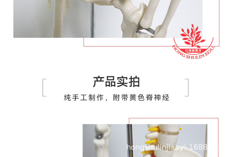 10 85cm悬挂版骨骼模型.jpg