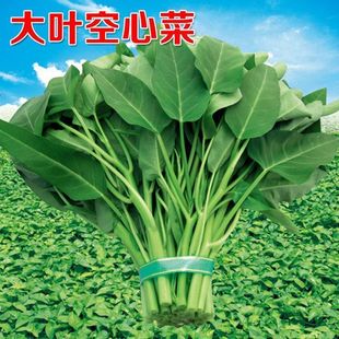 ~Ĳ˷Nļ߲ͥԺ̨ԷNr~˷N