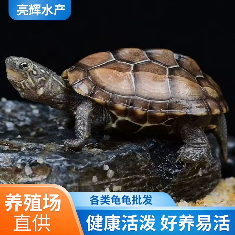 Оптовая продажа китайских прудовых черепах, больших и маленьких декоративных черепах для фермы, маленьких черепах, черепах-амфибий, ручных черепах.