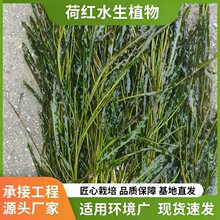 批发沉水植物组合微齿眼子菜苦草黑藻治理富营养化水体含种植方案