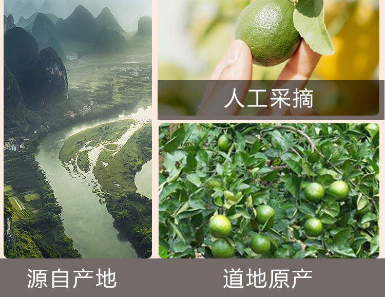 Freeze-Dried Green Kumquat (Citrus japonica) — Whole Fruit for Fruit Tea & Daily Infusions in use