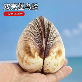 天然贝壳海螺蓝鸟蛤家居橱窗设计创意礼物装饰鱼缸造景收藏标本