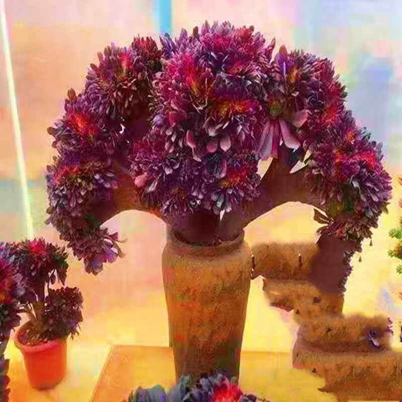 유럽 ​​보라색 장식 높이 20cm