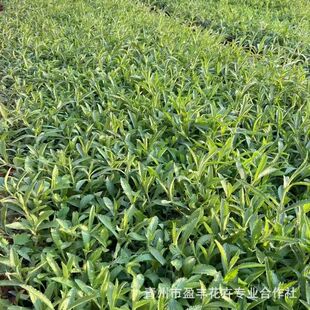 Verbena Seedlings Qingzhou Base Wholesale Flower Sea Landscape Perennial Florals Willow Leaf Verbena Engineering Greening Verbena