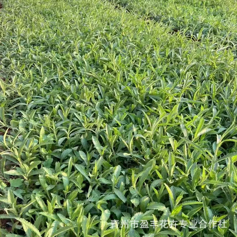 Саженцы вербены Qingzhou база оптовая продажа цветов морской пейзаж многолетние цветы листья ивы вербена инженерная озеленение вербена