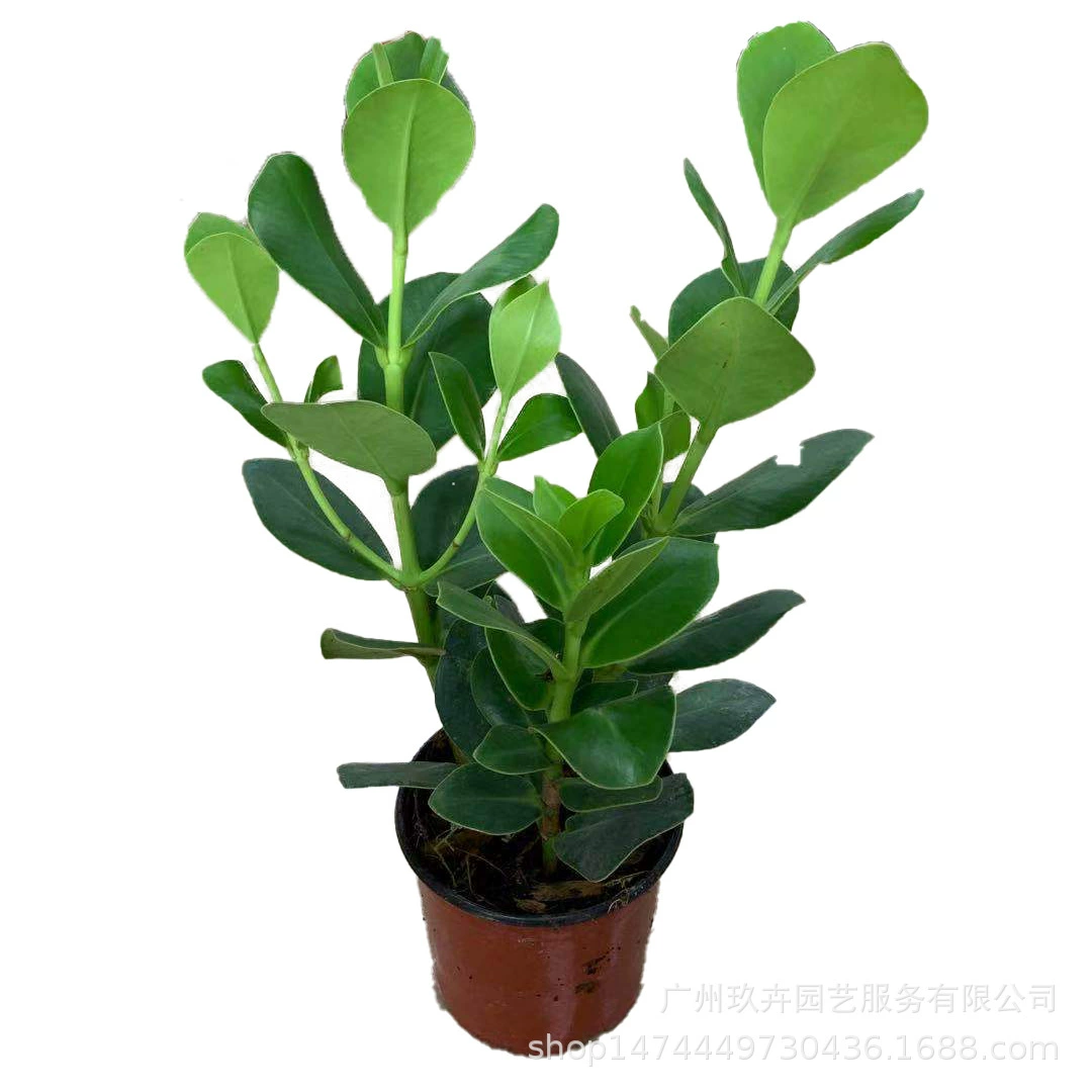 Подпись Дерево Лист Растение В Горшке Гостиная Балкон Двор Офис Рабочий Стол Маленькое Горшечное Растение Зеленое Растение