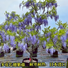 多花紫藤树苗日式日式花苗精选爬藤植物庭院户外四季开花攀爬盆栽