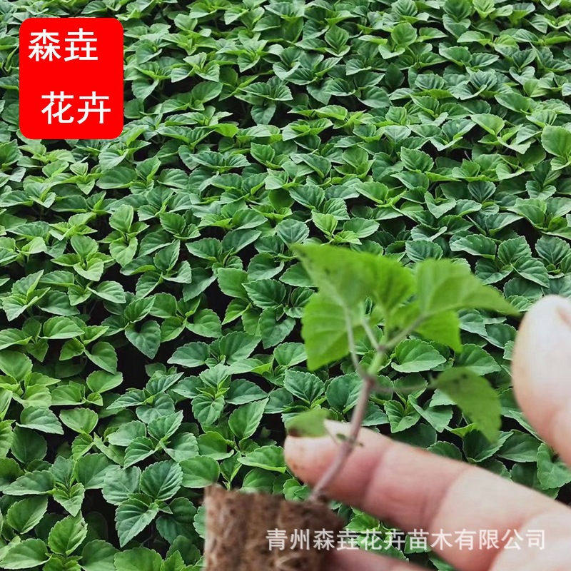 基地大量供应批发一串红苗木杯苗穴盘苗市政工程绿化苗木一串红