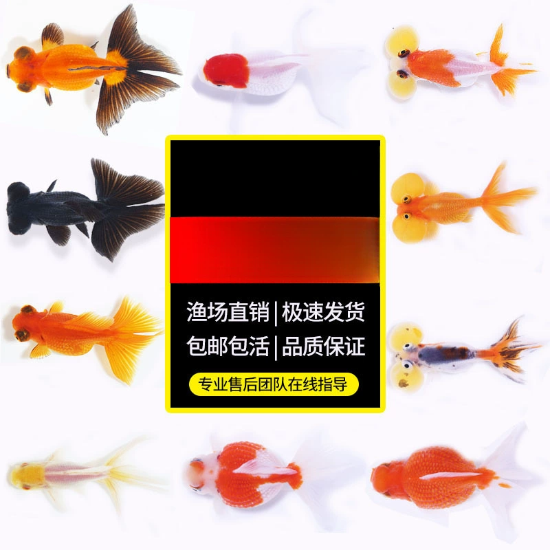 Pack of goldfish ornamental fish small freshwater easy care coldwater fry beginner baby goldfish ranchu koi