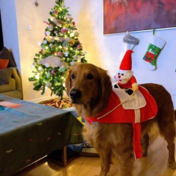 Cachorro de gato mediano y grande perro Navidad Ropa Decoración caballo montar traje Santa Claus Otoño e Invierno suministros para mascotas
