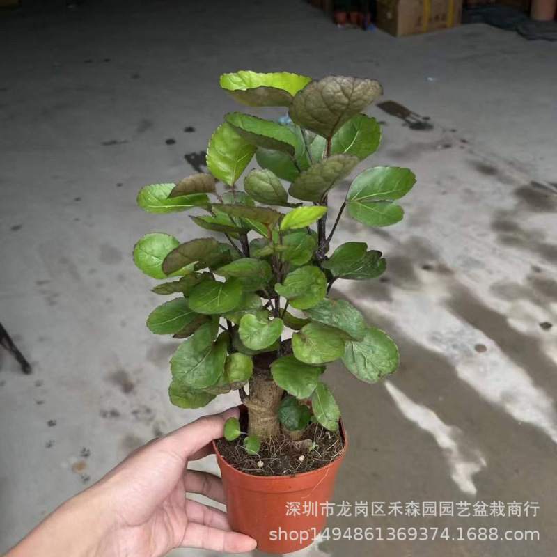 Money Pocket Potted Glass Hydroponic Plant Office Money Tree Money Tree Indoor All Year Round Easy to Grow Small Bonsai