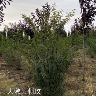 Large Yellow Thorn Rose Mound, Clump of Yellow Thorn Rose, Multi-Season Thorn Rose, Red Thorn Rose, Thorn Rose Ball, Multi-Season Thorn Rose Hedge Seedling
