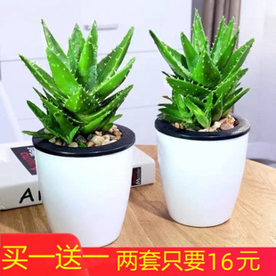 All-Nighter Aloe Vera Radiation-Absorbing Formaldehyde-Absorbing Office Potted Succulent Plant Cold-Resistant and Drought-Resistant Table Cactus