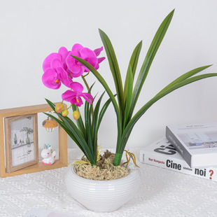 �����ָ��m���~ �������zޥ�m�~ �廨��� �Ҿ��b� ����Gֲ����