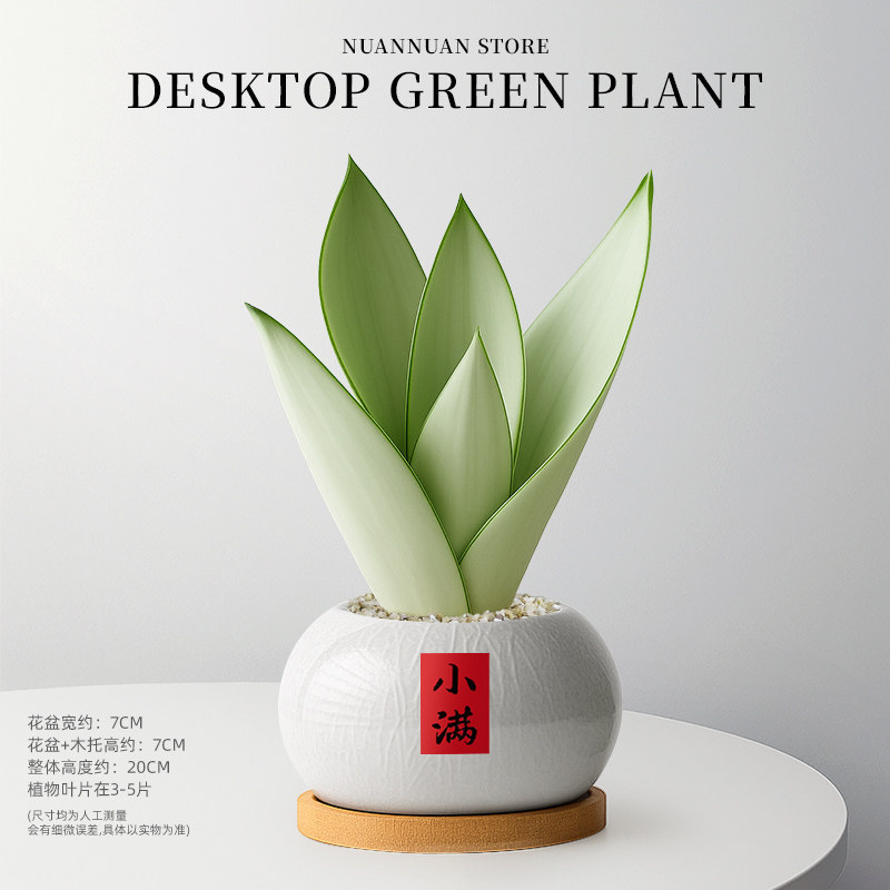 精选白玉虎皮兰（3-5片叶子）+灰白色哥窑+竹托+小满贴纸圆满吊牌