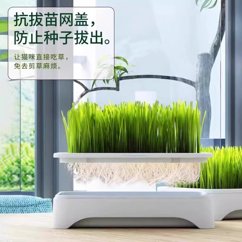 Planta en maceta de hierba para gatos hidropónica sin suelo