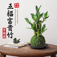 苔藓球富贵竹水培植物文昌竹小盆栽办公室茶几桌面绿植懒人好养活