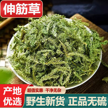 伸筋草中药材500克舒筋草伸劲草道地药材野生伸筋草粉透骨草泡脚
