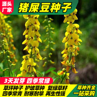 �iʺ���N���o�¹�ľ���뻱�໨ľ�m�ݷN��֦�Ӵ̻��y�Ϛg�o�²���