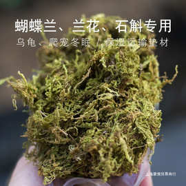 干苔藓青苔蝴蝶兰花铁皮石斛种植营养土水苔育苗爬宠乌龟冬眠垫材