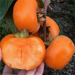 ���������޽ӹ������Ϸ������Nֲ���Ե��Ի�������������Y��