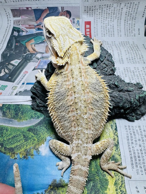 鬃狮蜥蜴活的宠物幼体入门级爬宠异宠温顺不咬人柑橘红系超白zero|undefined