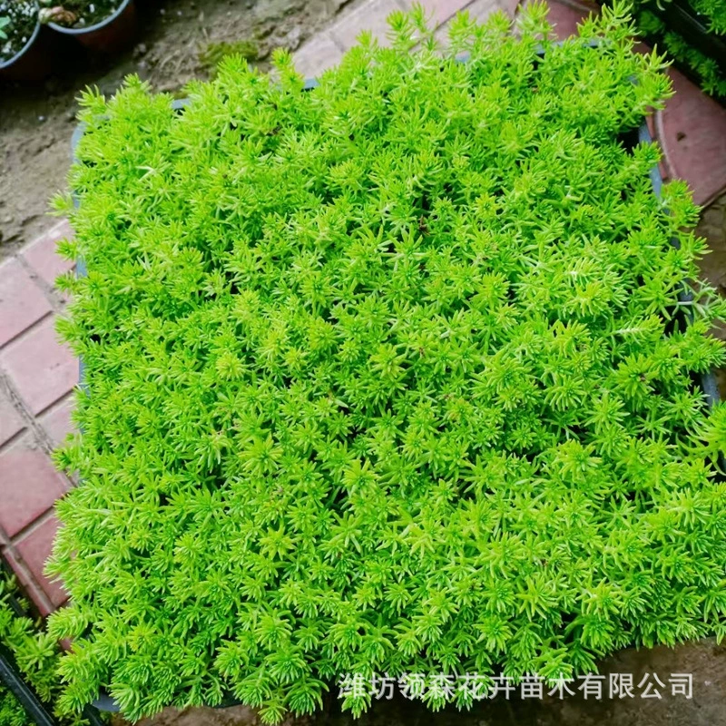 Оптовая продажа золотой листовой бодхисаттвы, золотых полосок, квадратных подносов, поддонов для рассады, высококачественных поставок цветов и трав Цинчжоу, выращивание Цинчжоу.