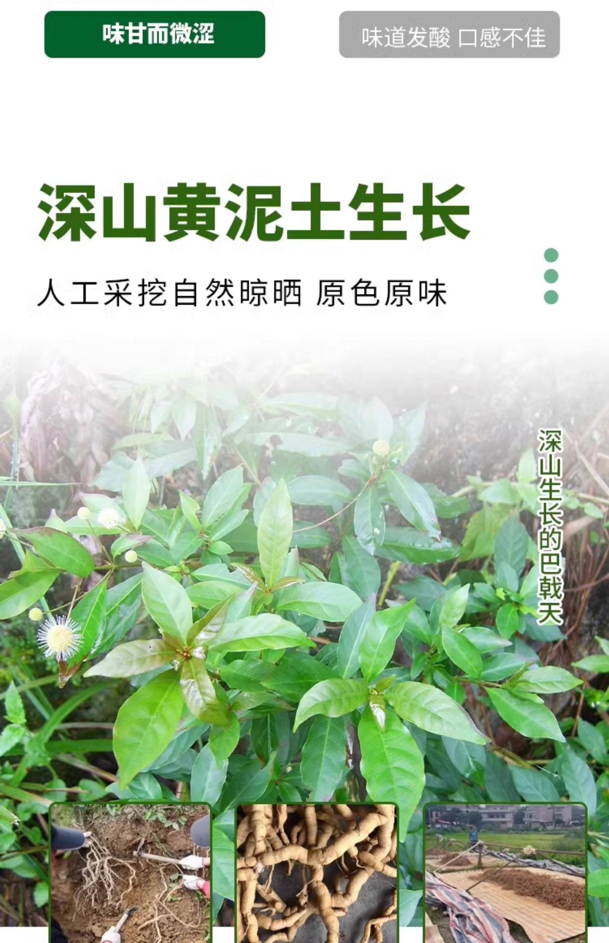 Wild Morinda Root Ba Ji Tian 500g Dried Sliced Chinese Herb for Herbal Wine and Decoctions key features