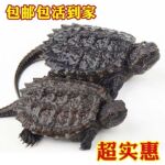 北美小鳄龟苗活物宠物龟观赏龟原种杂佛食肉龟外塘凶猛小乌龟活体