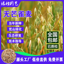 批发无芒雀麦种子无芒雀麦草籽牧草种子雀麦草防风固沙复绿草籽