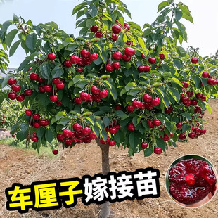 Wholesale Authentic Dwarf Cherry Saplings, Large Cherry Trees, Cherry Seedlings, Fruit Trees, Fruit Seedlings, Potted Plants Planted in the South and North