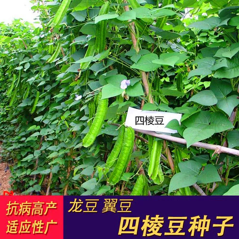 Семена бобов с четырьмя ребрами, семена овощей, бобы, семена бобов, плоские нежные стручки полны сокровищ, семена четырех сезонов.
