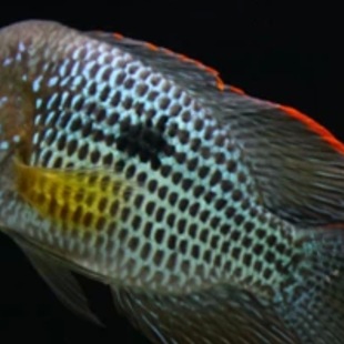 �tβ�ʹ��~���w���^����^����ʹ��{��Ꭷ�^�p�~�Lˮ�~