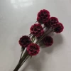 Sucking red