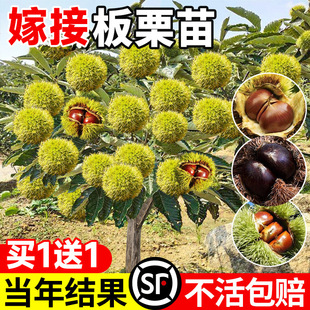 ��������ϱ����ɷNֲ�w���V�����ϴ�t������޽Ӱ�������������