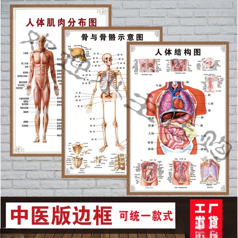 系统心脏结构图医院海报内脏挂图解剖人体宣传医学人体器官示意图