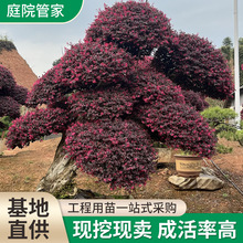 t^ľͺļ@־Gľtľ籭