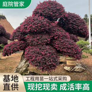 �t����ľ�����籭���ͺ��������ļ��@�־G�����ľ�t���^ľС����