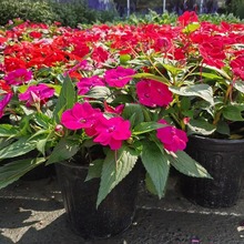 超级凤仙2加仑盆 桑贝斯凤仙 花境观赏开花盆栽 成都园林绿化苗木