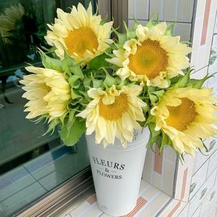 Kunming Flower Base Straight Hair Rare Cream Sunflower Wholesale Sunflower Real Flower Water Flower Photo Props