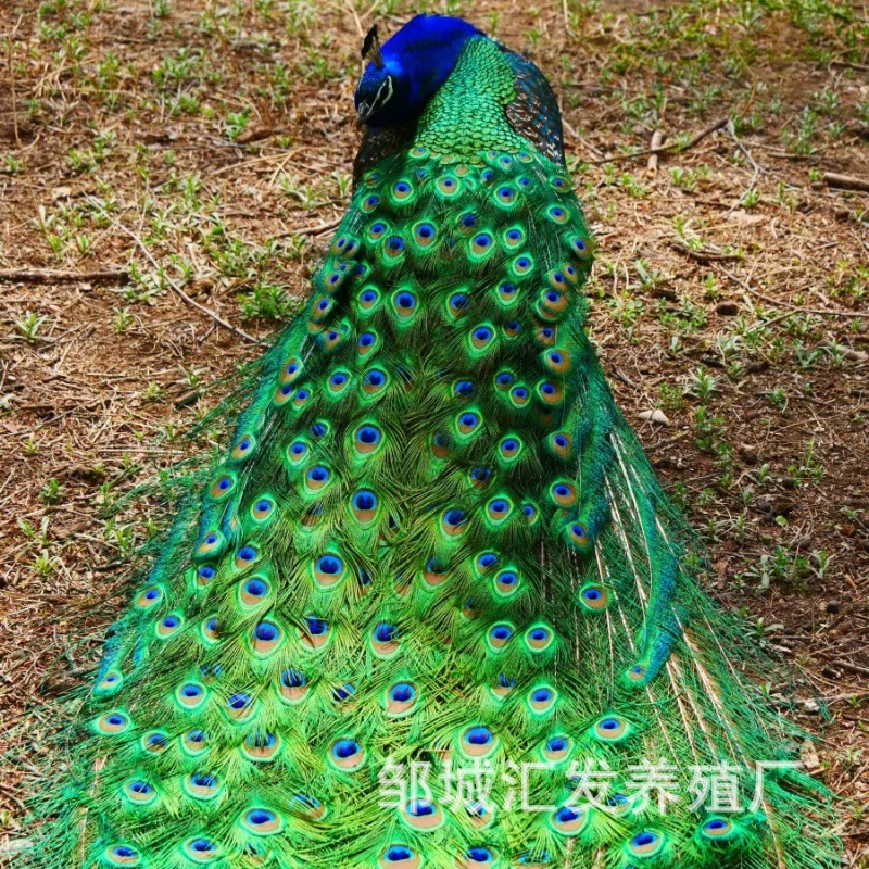 Пара живых саженцев павлина в живописной местности