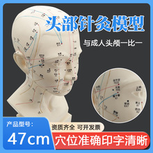 高清头部穴位模型针灸刻字头模带穴位全脸面部假头腧穴人体按摩图