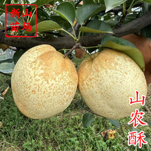 【山农酥梨苗】新品种砀山酥梨升级版新梨7号杂交梨树苗 新山苗场
