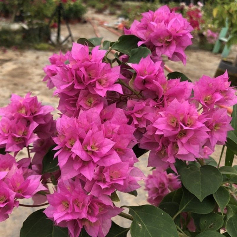 Qinhuahibiscus 老根耐寒性つる植物八重咲き四季開花鉢植え中庭観賞花バルコニー|undefined