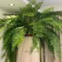 波士顿客厅长叶盆栽肾蕨